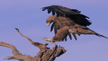 " Aigle " un film de Denis Buhot et Alain Ravayrol